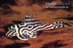 Zebra-Harnischwels, Hypancistrus Spec. L173b "NEW ZEBRA", 4-5 Cm -Boutique-Tierhandlung L 173 Hypancistrus sp NEW ZEBRA