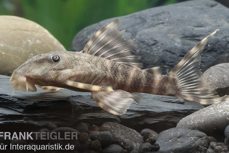 Wels L 288 Zwergschilderwels, Peckoltia Spec 1 Wels L 288 Zwergschilderwels, Peckoltia Spec