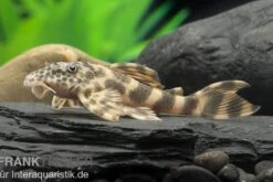 Wels L 387 Pracht-Zwergschilderwels, Ancistomus