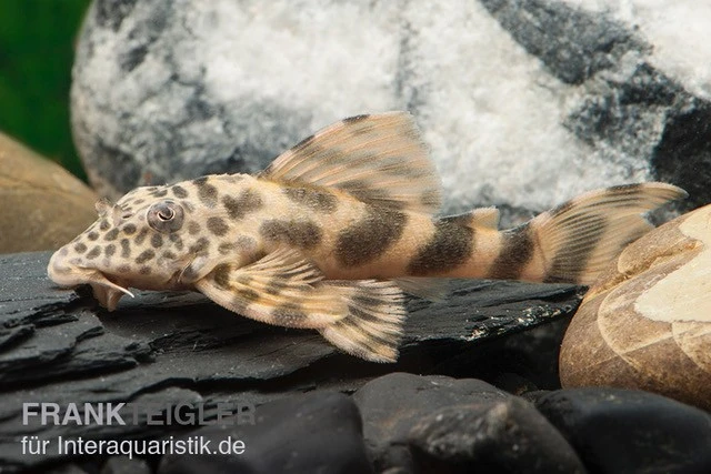 Wels L 387 Pracht-Zwergschilderwels, Ancistomus 2 Wels L 387 Pracht-Zwergschilderwels, Ancistomus – Bild 2