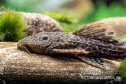 Leopard-Kaktuswels, L 114, LDA 7, L427 Pseudacanthicus Cf. Leopardus -Boutique-Tierhandlung L 427 Pseudacanthicus cf leopardus 11