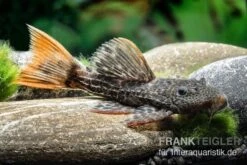 Leopard-Kaktuswels, L 114, LDA 7, L427 Pseudacanthicus Cf. Leopardus -Boutique-Tierhandlung L 427 Pseudacanthicus cf leopardus 13