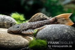 Leopard-Kaktuswels, L 114, LDA 7, L427 Pseudacanthicus Cf. Leopardus -Boutique-Tierhandlung L 427 Pseudacanthicus cf leopardus 6