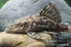 Weißschwanz-Panaque, L90, Panaque Sp. -Boutique-Tierhandlung L 90 Panaque spec