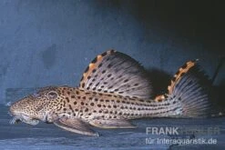 Wels L91 Orangesaum-Rüsselzahnwels, Leporacanthicus Triactis -Boutique-Tierhandlung L 91 Leporacanthicus triactis