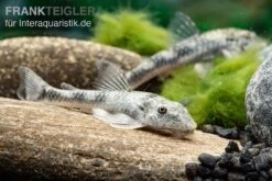 LDA 25 Pitbull Pleco, Parotocinclus Jumbo -Boutique-Tierhandlung LDA 25 Pitbull Pleco Parotocinclus jumbo 3