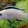 Weißer Labidochromis, Labidochromis Caeruleus White