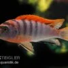 Labidochromis Hongi "Red Top Schweden", Extra Rot, DNZ