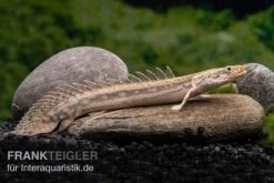 Lapradei-Flösselhecht, Polypterus Lapradei, 20-30 Cm -Boutique-Tierhandlung Lapradei Floesselhecht Polypterus lapradei 3