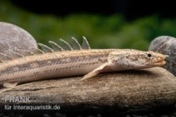 Lapradei-Flösselhecht, Polypterus Lapradei, 20-30 Cm -Boutique-Tierhandlung Lapradei Floesselhecht Polypterus lapradei 4