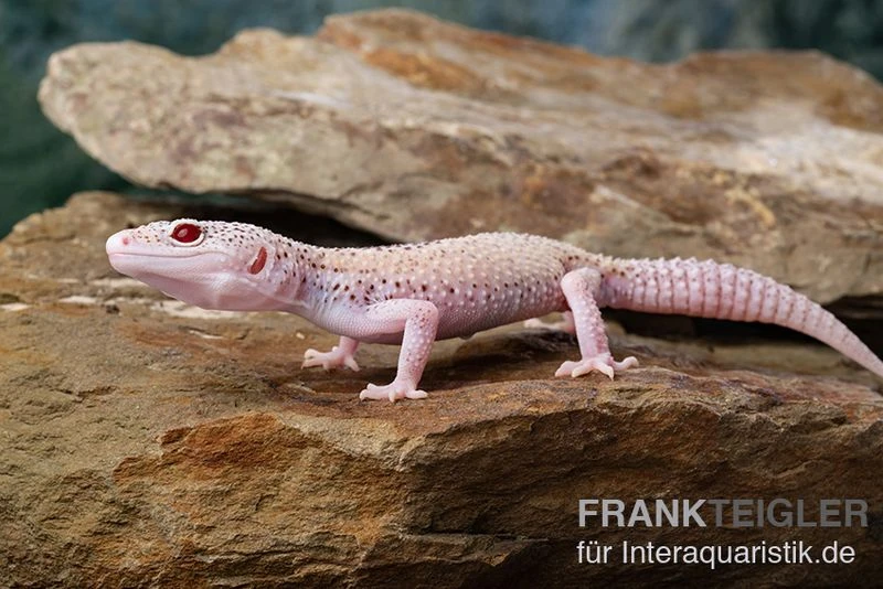 Leopardgecko, Eublepharis Macularius, BELL ALBINO ENIGMA 5 Leopardgecko, Eublepharis Macularius, BELL ALBINO ENIGMA – Bild 5