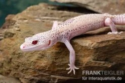 Leopardgecko, Eublepharis Macularius, BELL ALBINO ENIGMA 12 Leopardgecko, Eublepharis Macularius, BELL ALBINO ENIGMA -Boutique-Tierhandlung Leopardgecko Eublepharis macularius Bell Albino Enigma 14