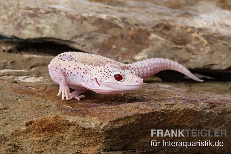 Leopardgecko, Eublepharis Macularius, BELL ALBINO ENIGMA 2 Leopardgecko, Eublepharis Macularius, BELL ALBINO ENIGMA – Bild 2