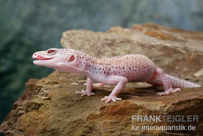 Leopardgecko, Eublepharis Macularius, BELL ALBINO ENIGMA 7 Leopardgecko, Eublepharis Macularius, BELL ALBINO ENIGMA – Bild 7