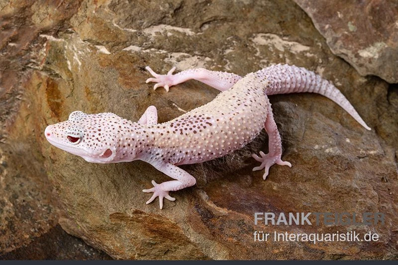 Leopardgecko, Eublepharis Macularius, BELL ALBINO ENIGMA 1 Leopardgecko, Eublepharis Macularius, BELL ALBINO ENIGMA