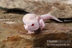 Leopardgecko, Eublepharis Macularius, BELL ALBINO ENIGMA 9 Leopardgecko, Eublepharis Macularius, BELL ALBINO ENIGMA -Boutique-Tierhandlung Leopardgecko Eublepharis macularius Bell Albino Enigma 4