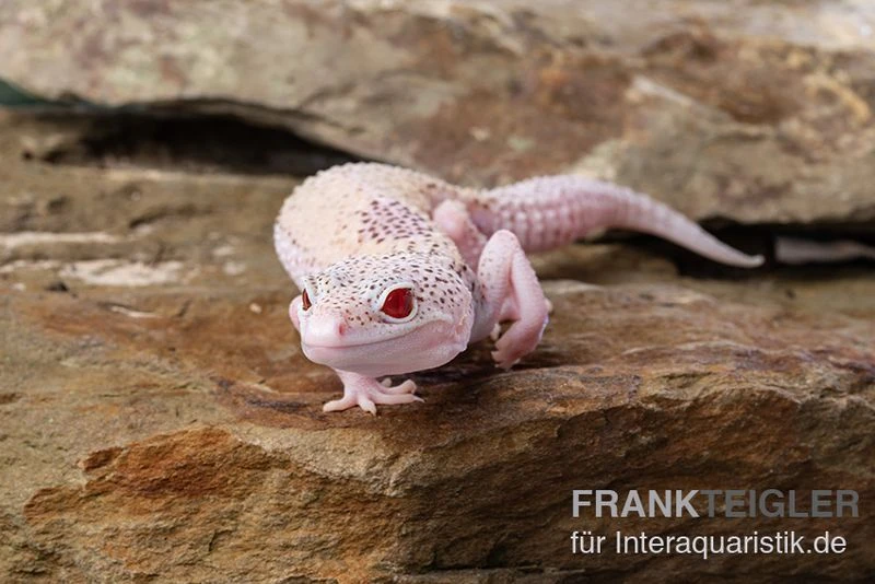 Leopardgecko, Eublepharis Macularius, BELL ALBINO ENIGMA 3 Leopardgecko, Eublepharis Macularius, BELL ALBINO ENIGMA – Bild 3