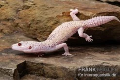 Leopardgecko, Eublepharis Macularius, BELL ALBINO ENIGMA 10 Leopardgecko, Eublepharis Macularius, BELL ALBINO ENIGMA -Boutique-Tierhandlung Leopardgecko Eublepharis macularius Bell Albino Enigma 6