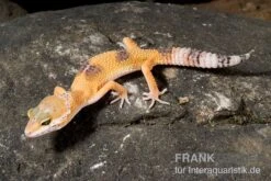 Leopardgecko, Eublepharis Macularius, HIGH YELLOW