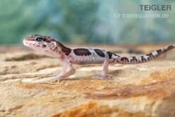 Leopardgecko, Eublepharis Macularius, MACK SNOW 5 Leopardgecko, Eublepharis Macularius, MACK SNOW -Boutique-Tierhandlung Leopardgecko Eublepharis macularius Mack Snow 2