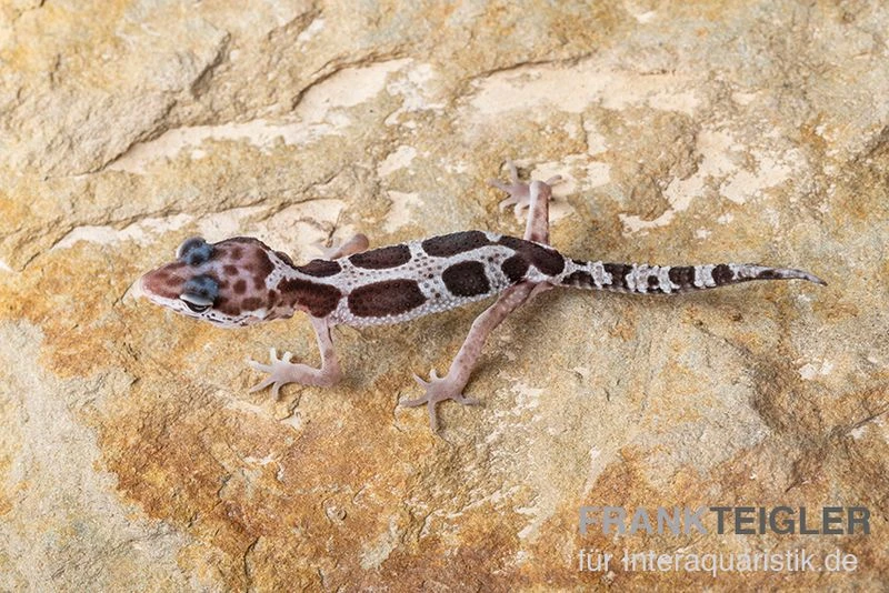 Leopardgecko, Eublepharis Macularius, MACK SNOW 1 Leopardgecko, Eublepharis Macularius, MACK SNOW