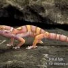 Leopardgecko, Eublepharis Macularius, PASTEL TREMPER ALBINO