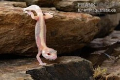 Leopardgecko, Eublepharis Macularius, STRIPE TREMPER ALBINO ECLIPSE -Boutique-Tierhandlung Leopardgecko Eublepharis macularius Stripe Tremper Albino Eclipse 11
