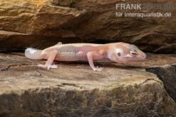 Leopardgecko, Eublepharis Macularius, STRIPE TREMPER ALBINO ECLIPSE -Boutique-Tierhandlung Leopardgecko Eublepharis macularius Stripe Tremper Albino Eclipse 2