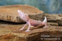 Leopardgecko, Eublepharis Macularius, STRIPE TREMPER ALBINO ECLIPSE -Boutique-Tierhandlung Leopardgecko Eublepharis macularius Stripe Tremper Albino Eclipse 4