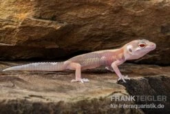 Leopardgecko, Eublepharis Macularius, STRIPE TREMPER ALBINO ECLIPSE -Boutique-Tierhandlung Leopardgecko Eublepharis macularius Stripe Tremper Albino Eclipse 6
