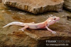 Leopardgecko, Eublepharis Macularius, STRIPE TREMPER ALBINO ECLIPSE -Boutique-Tierhandlung Leopardgecko Eublepharis macularius Stripe Tremper Albino Eclipse 9