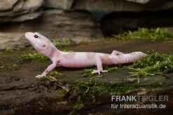 Leopardgecko, Eublepharis Macularius, TREMPER ALBINO MACK SNOW