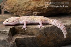 Leopardgecko, Eublepharis Macularius, TREMPER ALBINO MACK SNOW ECLIPSE -Boutique-Tierhandlung Leopardgecko Eublepharis macularius Tremper Albino Mack Snow Eclipse 10