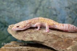 Leopardgecko, Eublepharis Macularius, TREMPER ALBINO MACK SNOW ECLIPSE -Boutique-Tierhandlung Leopardgecko Eublepharis macularius Tremper Albino Mack Snow Eclipse 13