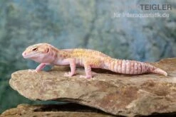 Leopardgecko, Eublepharis Macularius, TREMPER ALBINO MACK SNOW ECLIPSE -Boutique-Tierhandlung Leopardgecko Eublepharis macularius Tremper Albino Mack Snow Eclipse 16