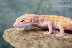 Leopardgecko, Eublepharis Macularius, TREMPER ALBINO MACK SNOW ECLIPSE -Boutique-Tierhandlung Leopardgecko Eublepharis macularius Tremper Albino Mack Snow Eclipse 18
