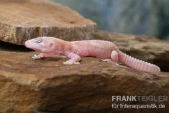Leopardgecko, Eublepharis Macularius, TREMPER ALBINO MACK SNOW RAPTOR -Boutique-Tierhandlung Leopardgecko Eublepharis macularius Tremper Albino Mack Snow Raptor 2
