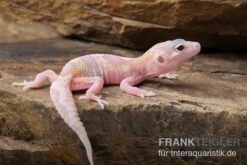 Leopardgecko, Eublepharis Macularius, TREMPER ALBINO MACK SNOW RAPTOR -Boutique-Tierhandlung Leopardgecko Eublepharis macularius Tremper Albino Mack Snow Raptor 3