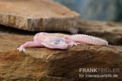 Leopardgecko, Eublepharis Macularius, TREMPER ALBINO MACK SNOW RAPTOR -Boutique-Tierhandlung Leopardgecko Eublepharis macularius Tremper Albino Mack Snow Raptor 5