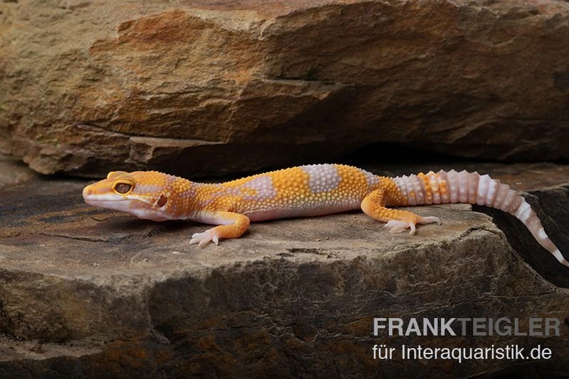 Leopardgecko, Eublepharis Macularius, TREMPER ALBINO TANGERINE 1 Leopardgecko, Eublepharis Macularius, TREMPER ALBINO TANGERINE