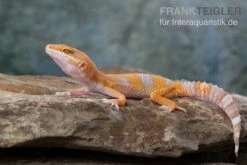 Leopardgecko, Eublepharis Macularius, TREMPER ALBINO TANGERINE 8 Leopardgecko, Eublepharis Macularius, TREMPER ALBINO TANGERINE -Boutique-Tierhandlung Leopardgecko Eublepharis macularius Tremper Albino Tangerine 11