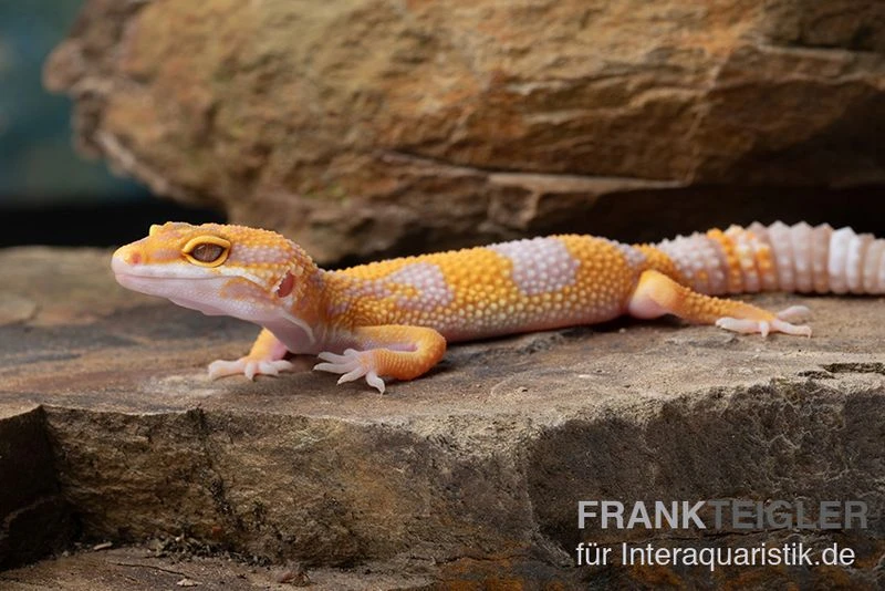 Leopardgecko, Eublepharis Macularius, TREMPER ALBINO TANGERINE 5 Leopardgecko, Eublepharis Macularius, TREMPER ALBINO TANGERINE – Bild 5
