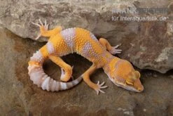 Leopardgecko, Eublepharis Macularius, TREMPER ALBINO TANGERINE 6 Leopardgecko, Eublepharis Macularius, TREMPER ALBINO TANGERINE -Boutique-Tierhandlung Leopardgecko Eublepharis macularius Tremper Albino Tangerine 4