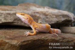 Leopardgecko, Eublepharis Macularius, TREMPER ALBINO TANGERINE 7 Leopardgecko, Eublepharis Macularius, TREMPER ALBINO TANGERINE -Boutique-Tierhandlung Leopardgecko Eublepharis macularius Tremper Albino Tangerine 6