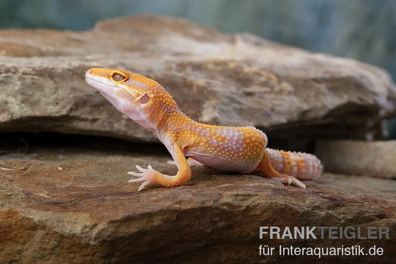 Leopardgecko, Eublepharis Macularius, TREMPER ALBINO TANGERINE 3 Leopardgecko, Eublepharis Macularius, TREMPER ALBINO TANGERINE – Bild 3