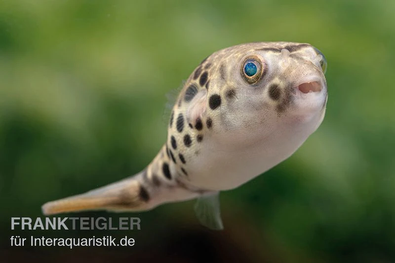 Leopardkugelfisch, Tetraodon Schoutedeni 2 Leopardkugelfisch, Tetraodon Schoutedeni – Bild 2