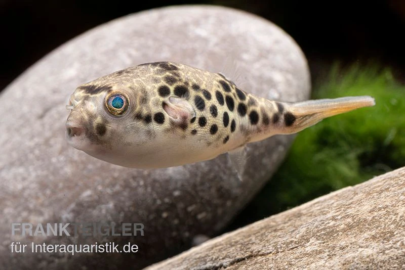 Leopardkugelfisch, Tetraodon Schoutedeni 4 Leopardkugelfisch, Tetraodon Schoutedeni – Bild 4