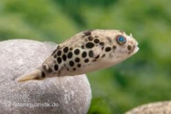 Leopardkugelfisch, Tetraodon Schoutedeni 10 Leopardkugelfisch, Tetraodon Schoutedeni -Boutique-Tierhandlung Leopardkugelfisch Tetraodon schoutedeni 4