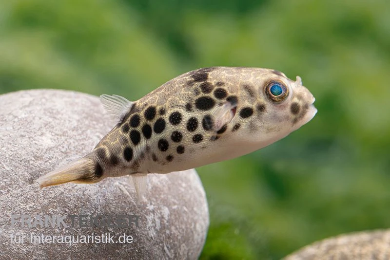 Leopardkugelfisch, Tetraodon Schoutedeni 5 Leopardkugelfisch, Tetraodon Schoutedeni – Bild 5