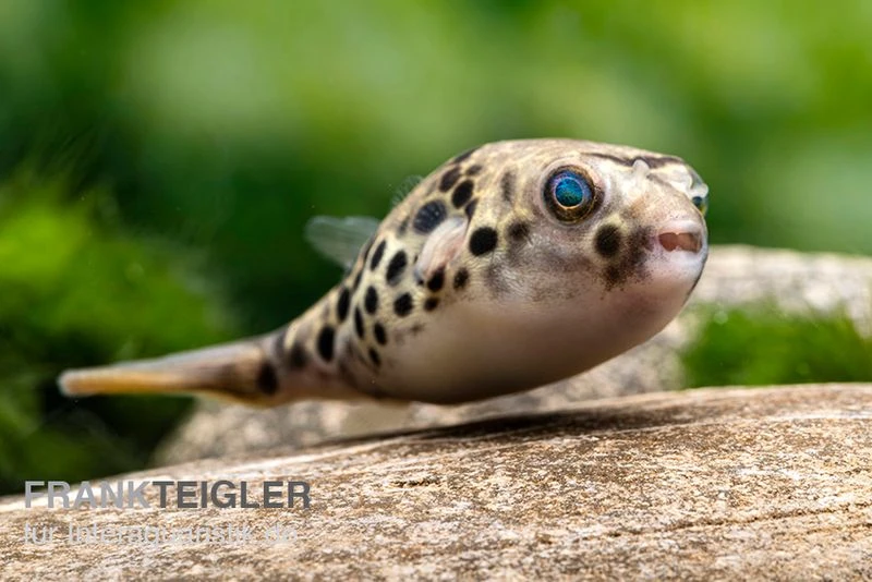 Leopardkugelfisch, Tetraodon Schoutedeni 1 Leopardkugelfisch, Tetraodon Schoutedeni